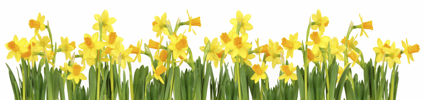 daffodil-border-web - Thaxters
